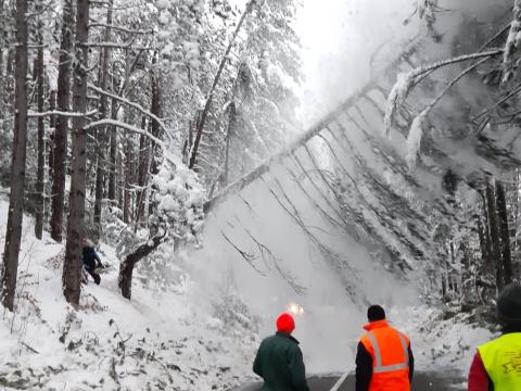 Neve con alberi caduti o pericolanti. Intervento Anas