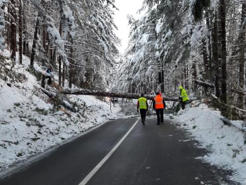 Neve con alberi caduti o pericolanti. Intervento Anas