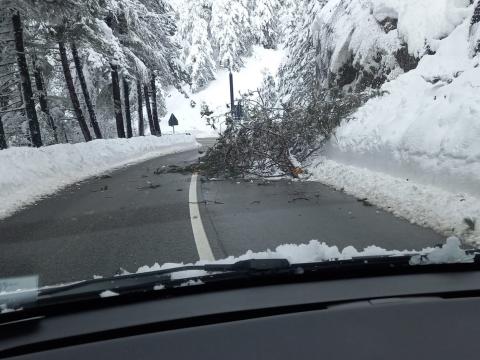 Neve con alberi caduti o pericolanti. Intervento Anas